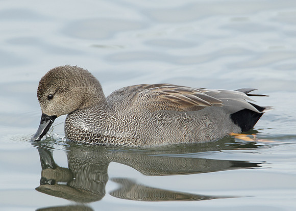 Gadwall Anas strepera