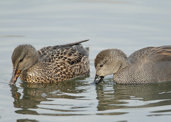 Gadwall Anas strepera