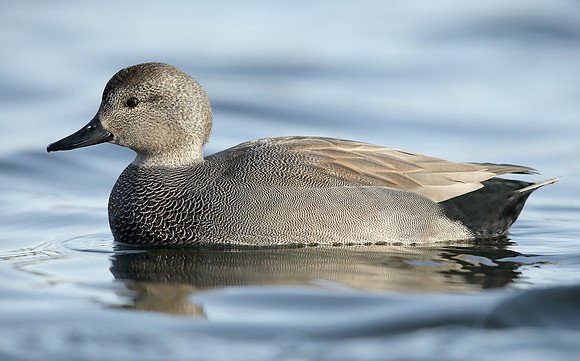Gadwall Anas strepera