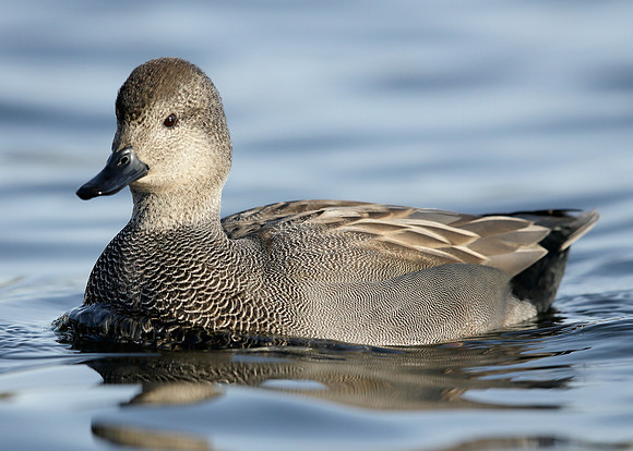 Gadwall Anas strepera