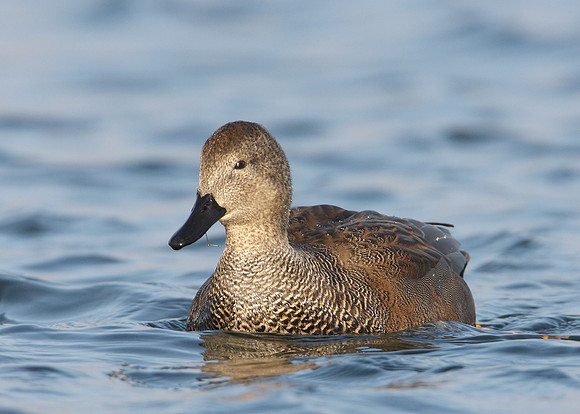 Gadwall Anas strepera