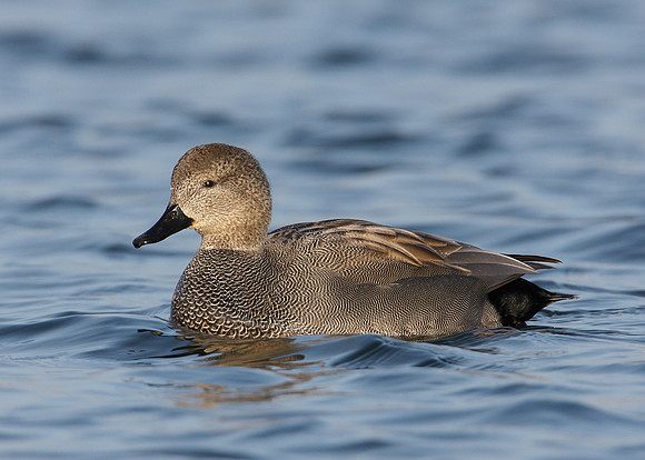 Gadwall Anas strepera