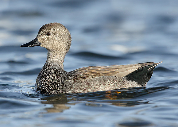Gadwall Anas strepera