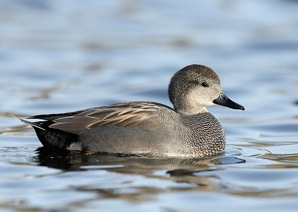 Gadwall Anas strepera