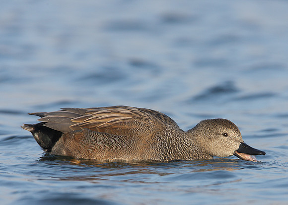 Gadwall Anas strepera