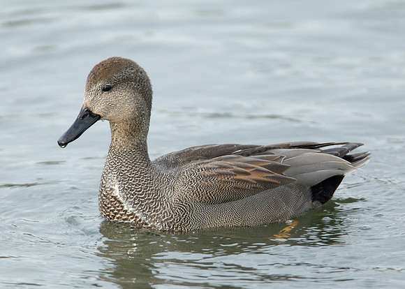 Gadwall Anas strepera