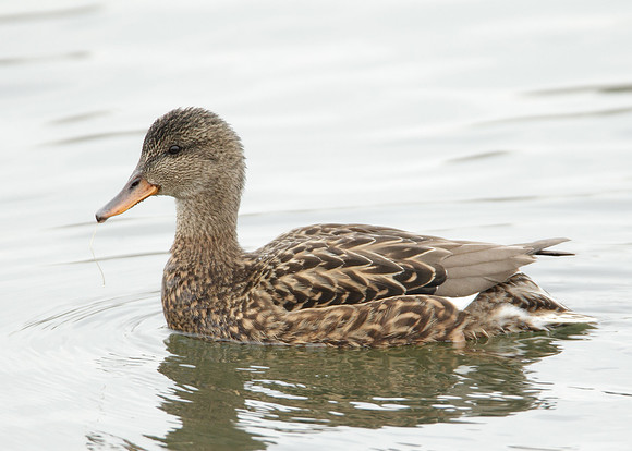 Gadwall Anas strepera