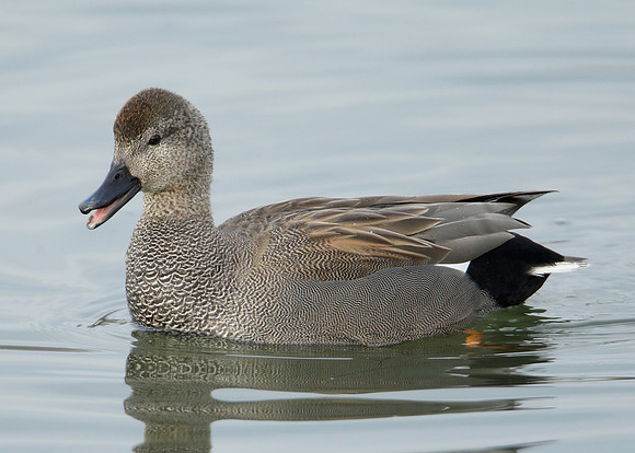 Gadwall Anas strepera