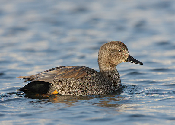 Gadwall Anas strepera