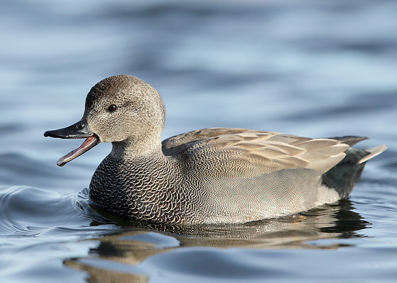 Gadwall Anas strepera