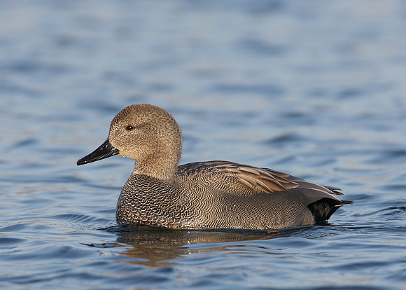 Gadwall Anas strepera