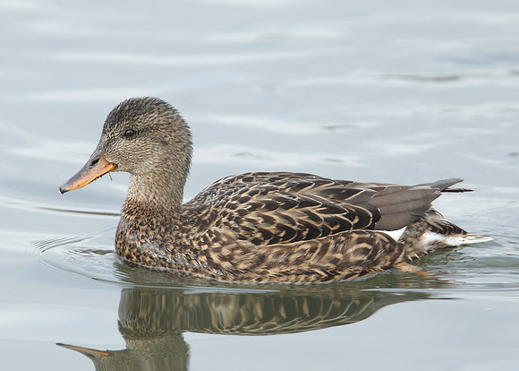 Gadwall Anas strepera