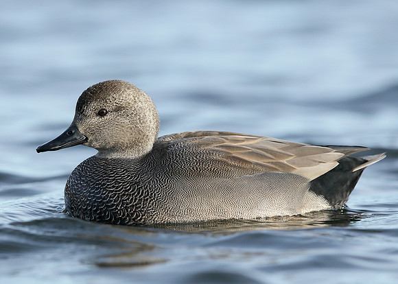 Gadwall Anas strepera
