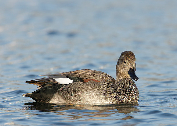 Gadwall Anas strepera