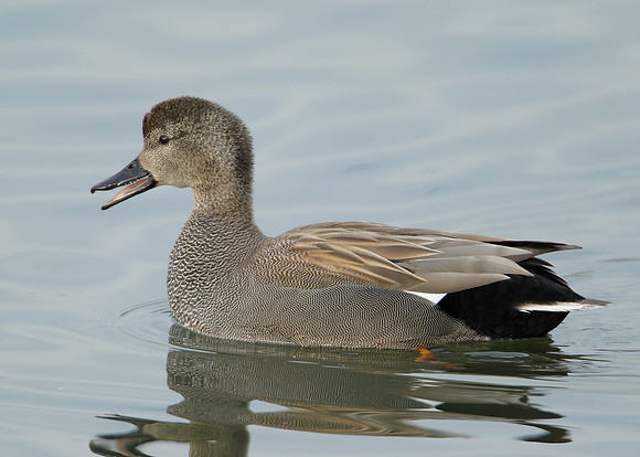 Gadwall Anas strepera