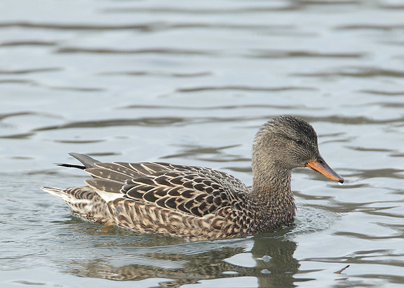 Gadwall Anas strepera