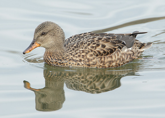 Gadwall Anas strepera
