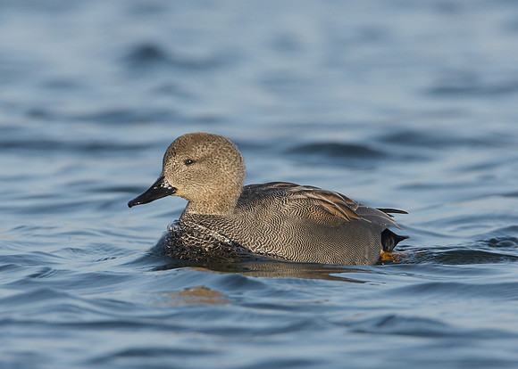 Gadwall Anas strepera