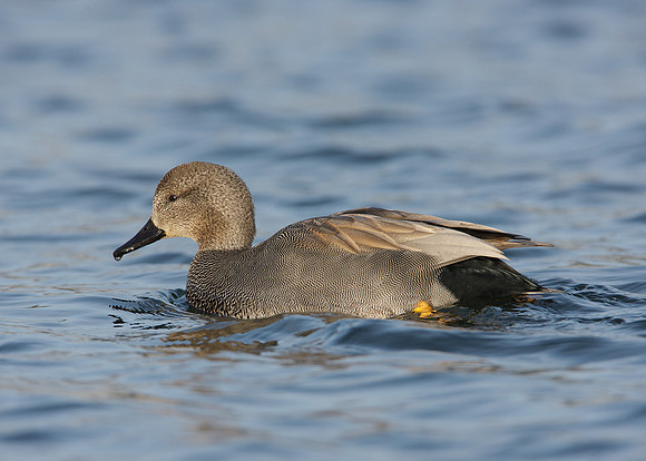 Gadwall Anas strepera