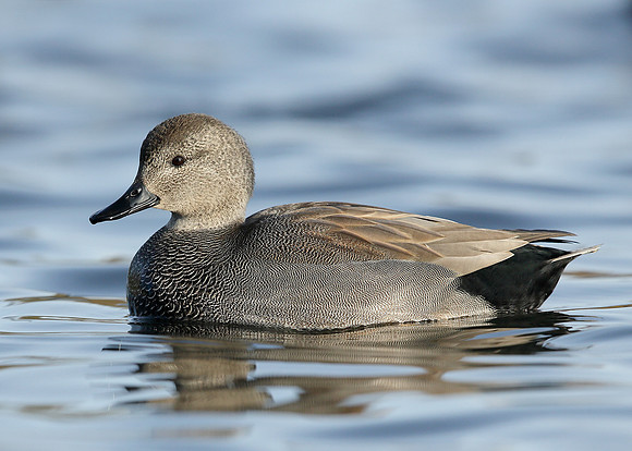 Gadwall Anas strepera