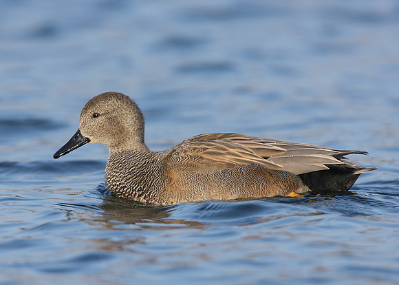 Gadwall Anas strepera