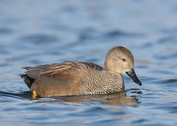 Gadwall Anas strepera