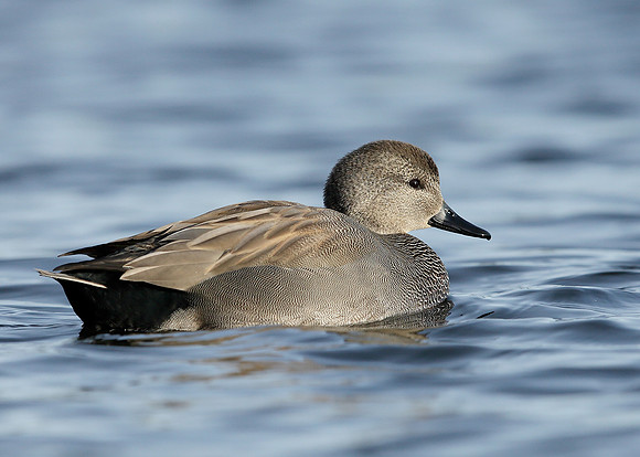 Gadwall Anas strepera