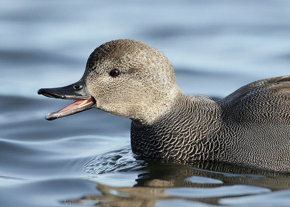 Gadwall Anas strepera