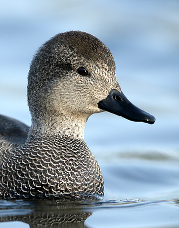 Gadwall Anas strepera