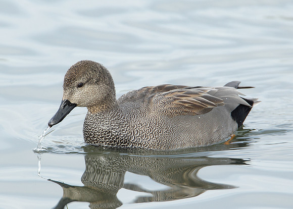 Gadwall Anas strepera