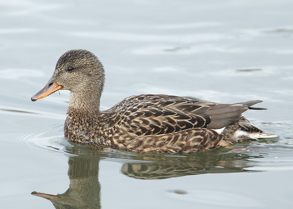 Gadwall Anas strepera