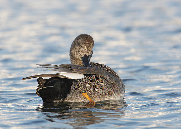Gadwall Anas strepera
