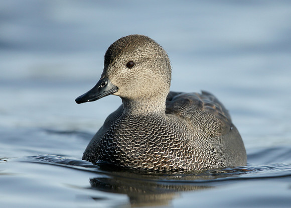 Gadwall Anas strepera