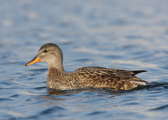 Gadwall Anas strepera