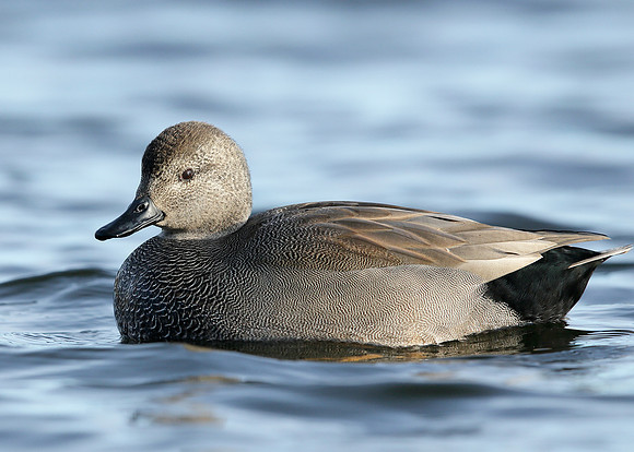 Gadwall Anas strepera