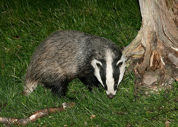 Badger Meles meles