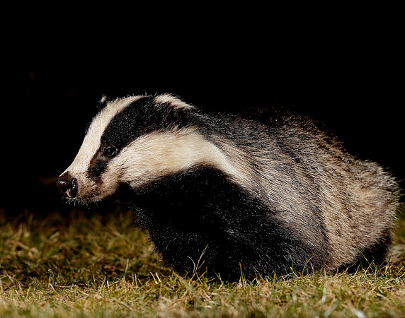 Badger Meles meles