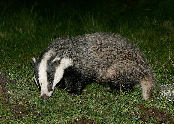 Badger Meles meles