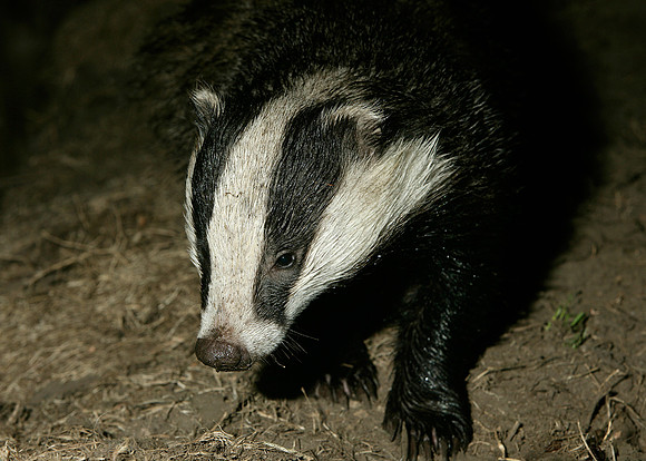 Badger Meles meles