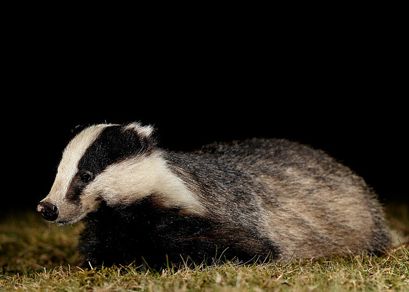 Badger Meles meles
