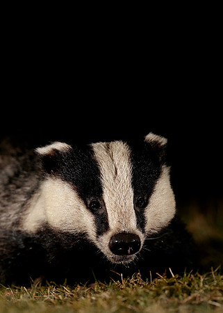 Badger Meles meles