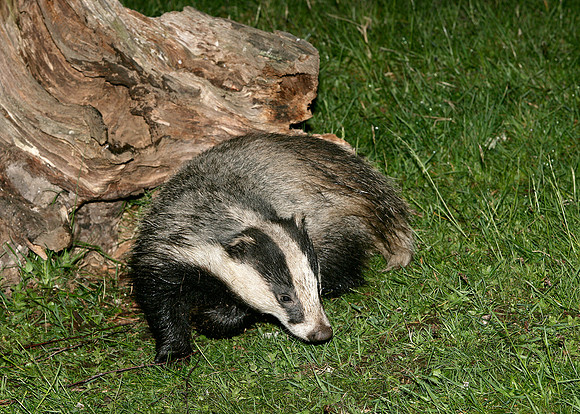 Badger Meles meles