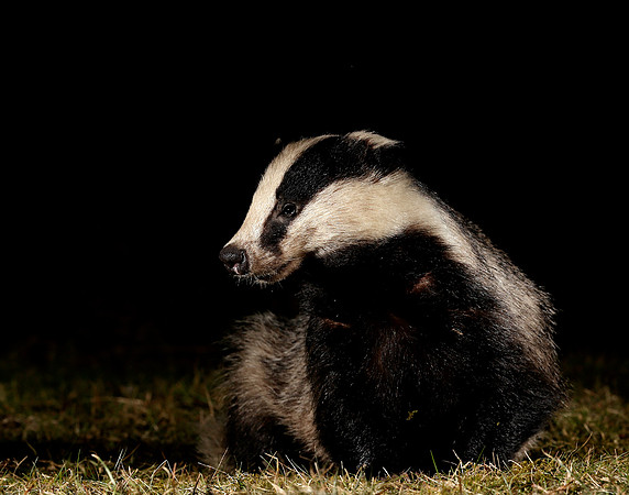 Badger Meles meles