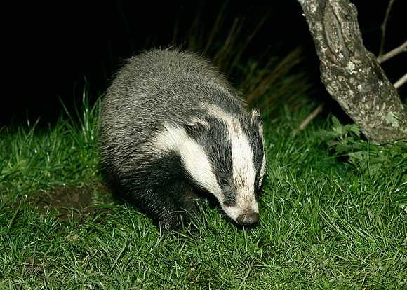 Badger Meles meles