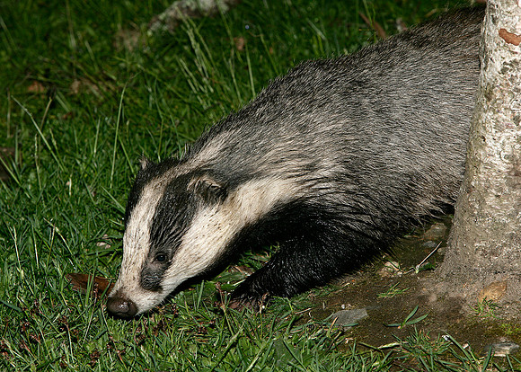 Badger Meles meles