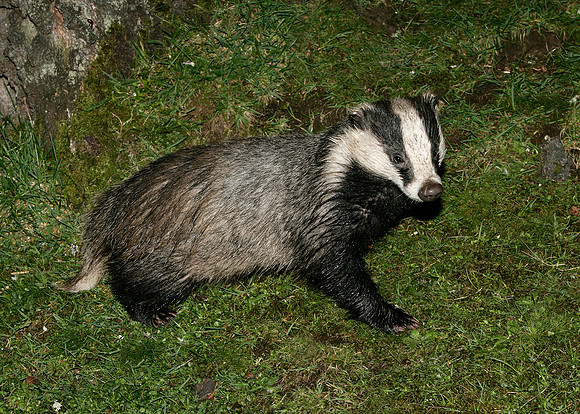 Badger Meles meles