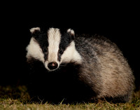 Badger Meles meles