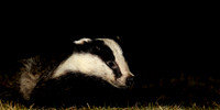 Badger Meles meles