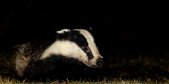 Badger Meles meles