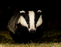 Badger Meles meles